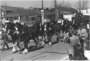 Clydesdales at the St. Pats Parade