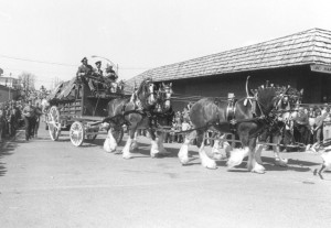 Clydesdales at the St. Pats Parade